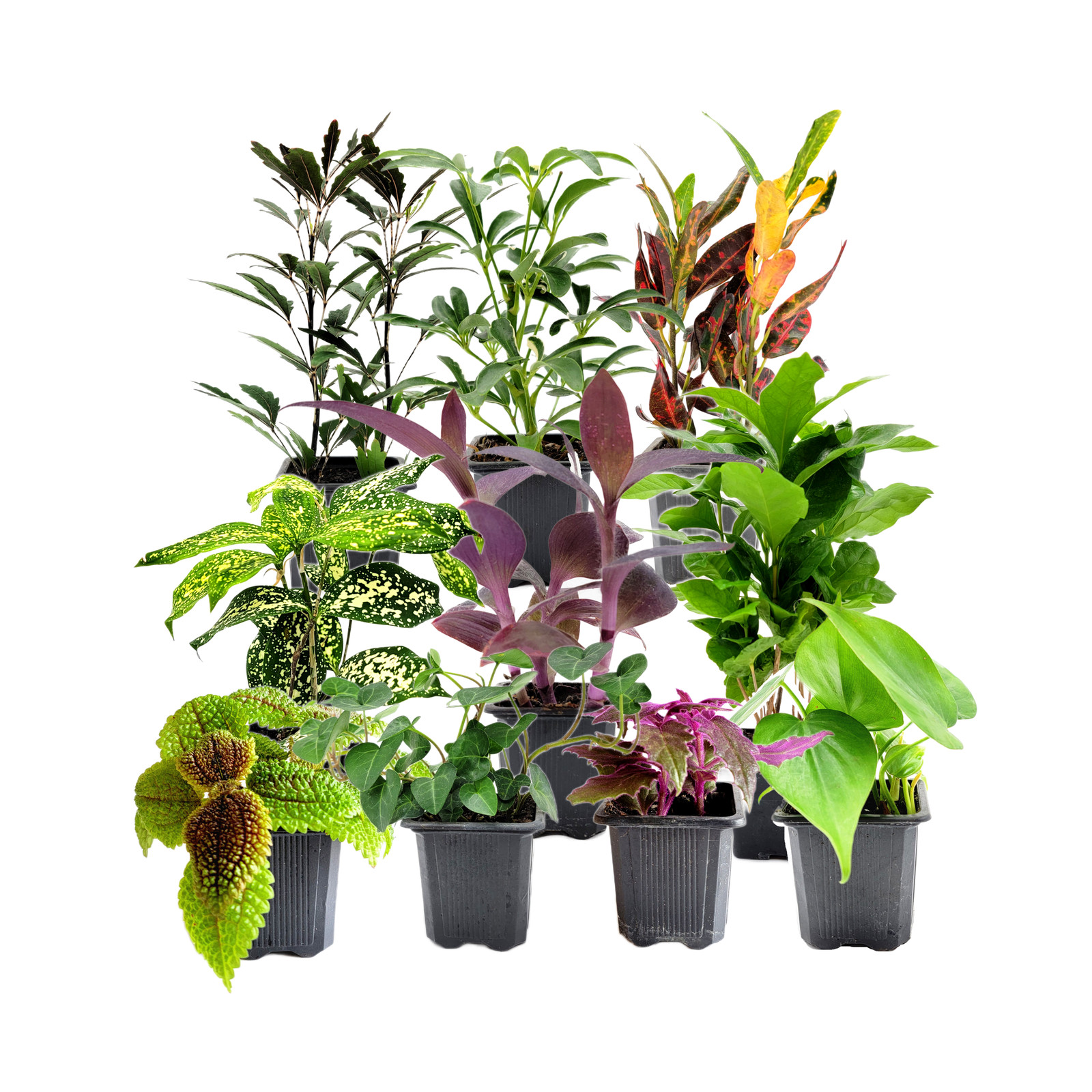 10PK 3”-Pot Live Plant Collection, No Duplicates for up to Two Packs (20 Plants)