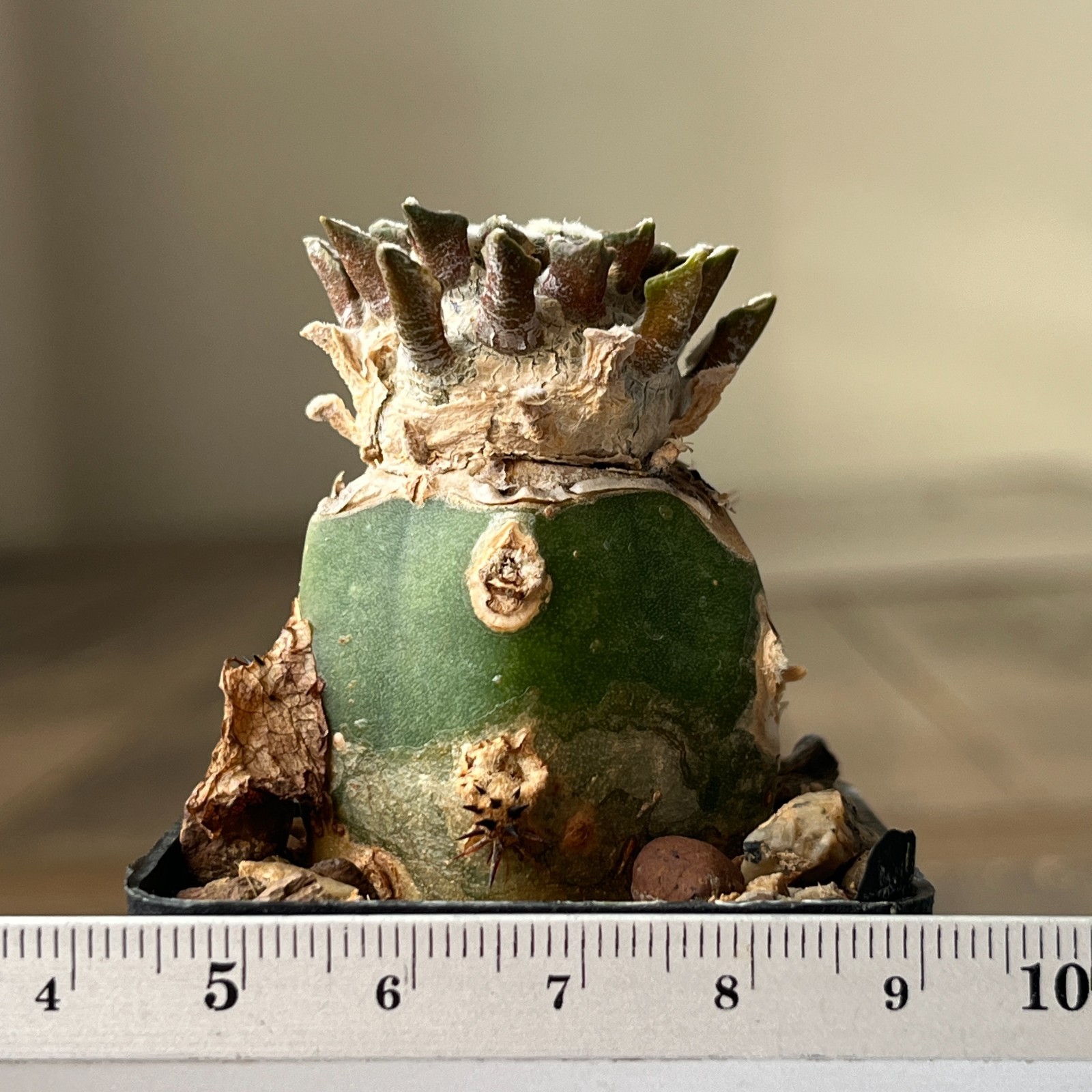 A33-4293 Cactus kotschoubeyanus, VM306, Estancion Marte, Coah, grafted