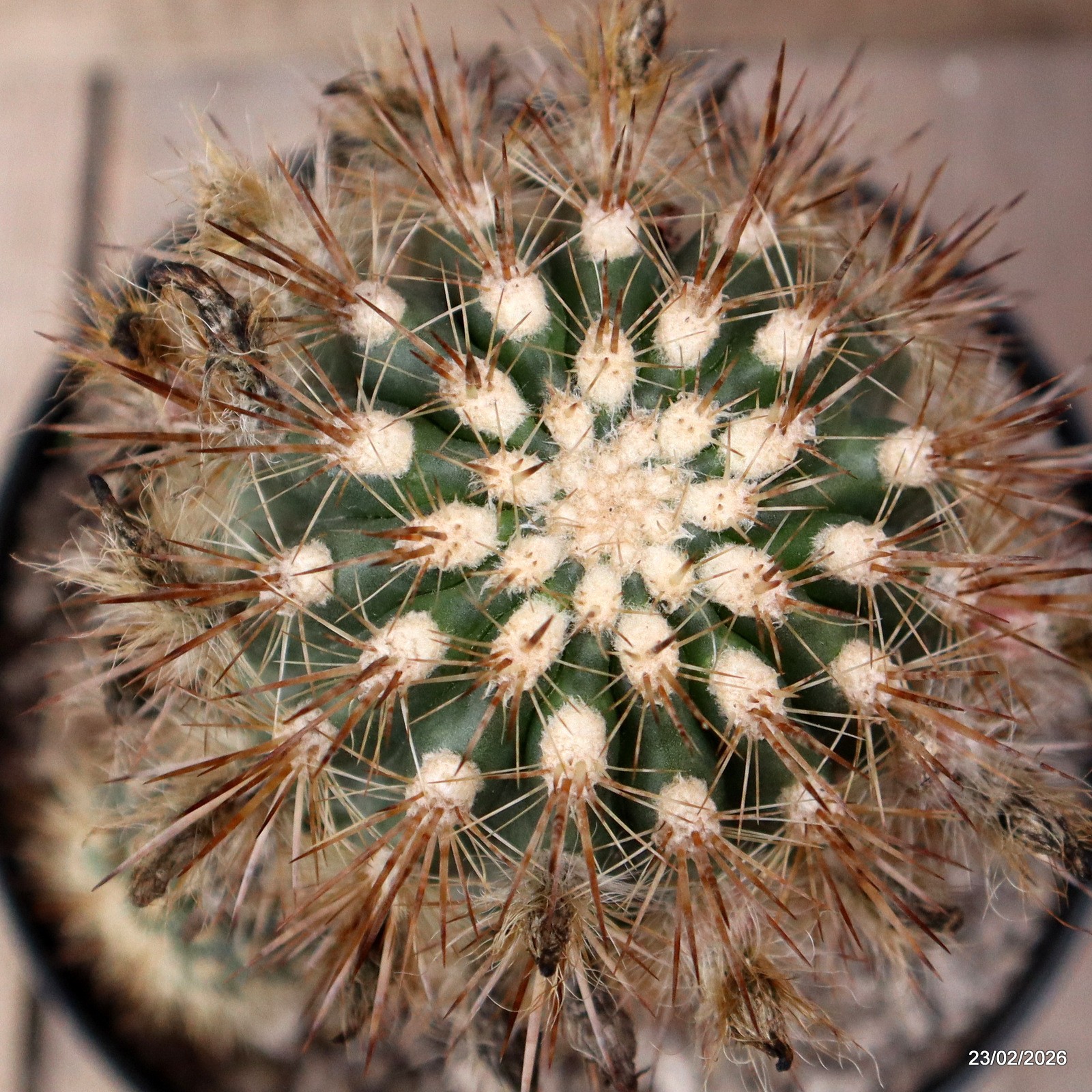 D7903 NEOPORTERIA SUBGIBBOSA pot18-H19-W12 cm MaMa Cactus