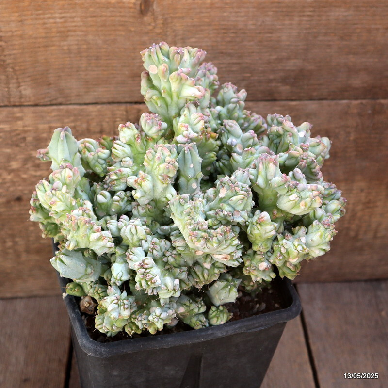 D4093 MYRTILLOCACTUS GEOMETRIZANS STRICTUS pot15-H20-W24 cm MaMa Cactus
