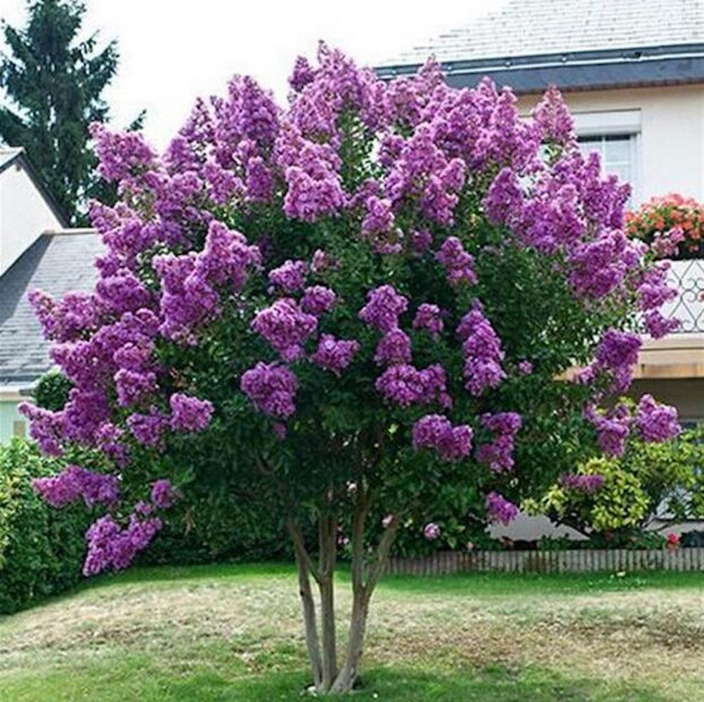 (10) CRAPE/CREPE MYRTLE SEEDS rare exotic flower garden tree USA SELLER W/TRACK