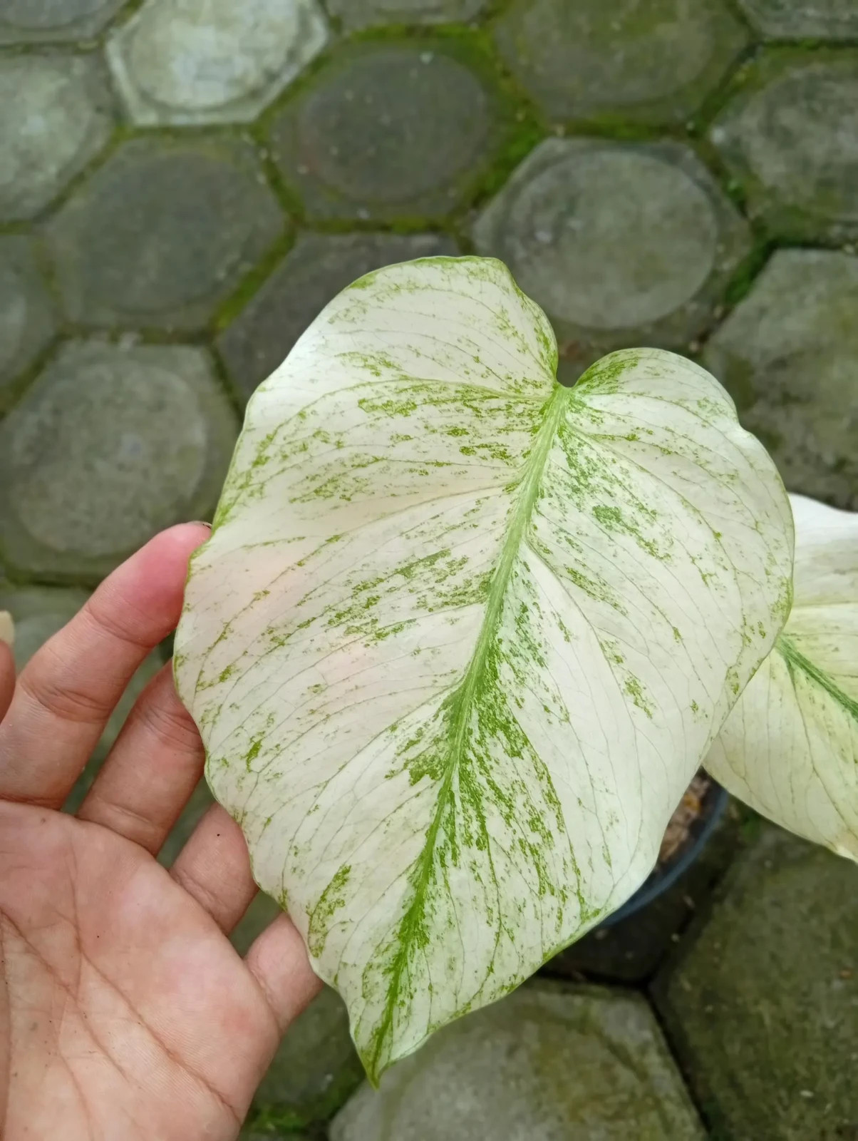 Real Picture Monstera Devil Monster Variegated 2 Leaves