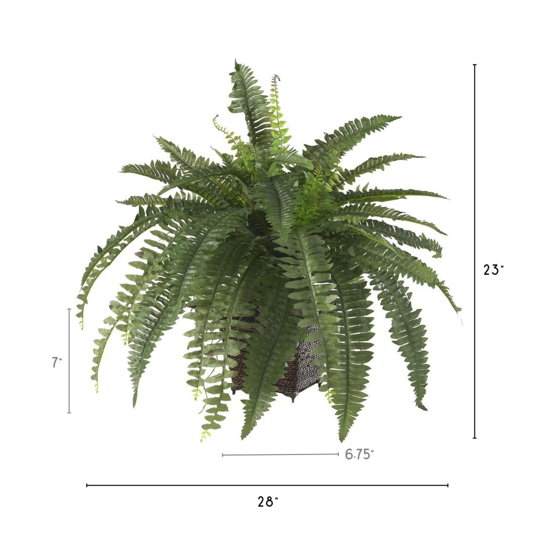 Boston Fern w/Wood Wicker Basket