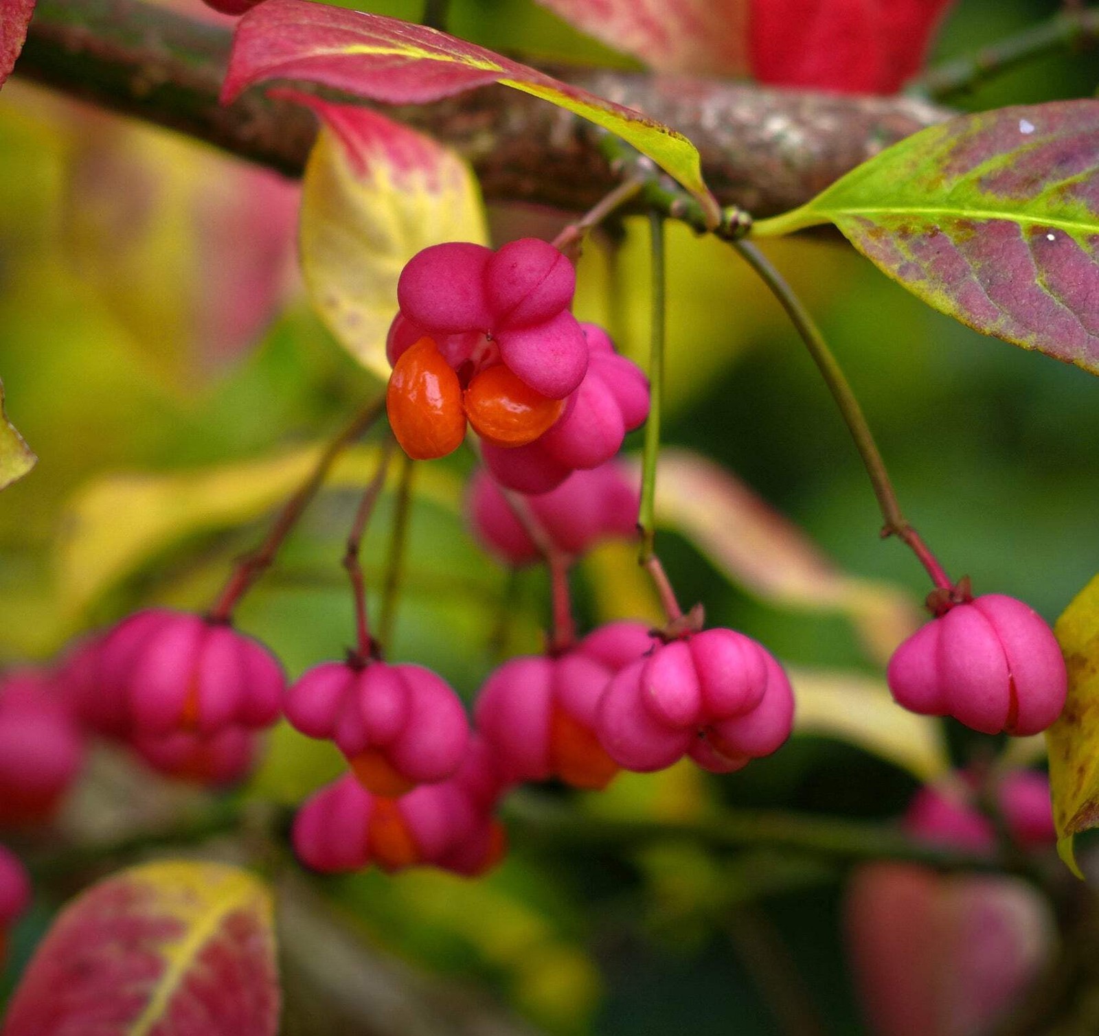 Euonymus europaeus 100-110cm | Spindle | European spindle – Spindle | European s