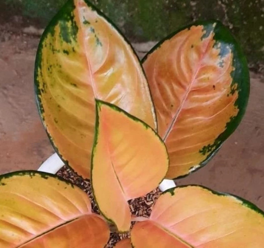 Real Pict Aglaonema Sultan Brunei Rare Plant