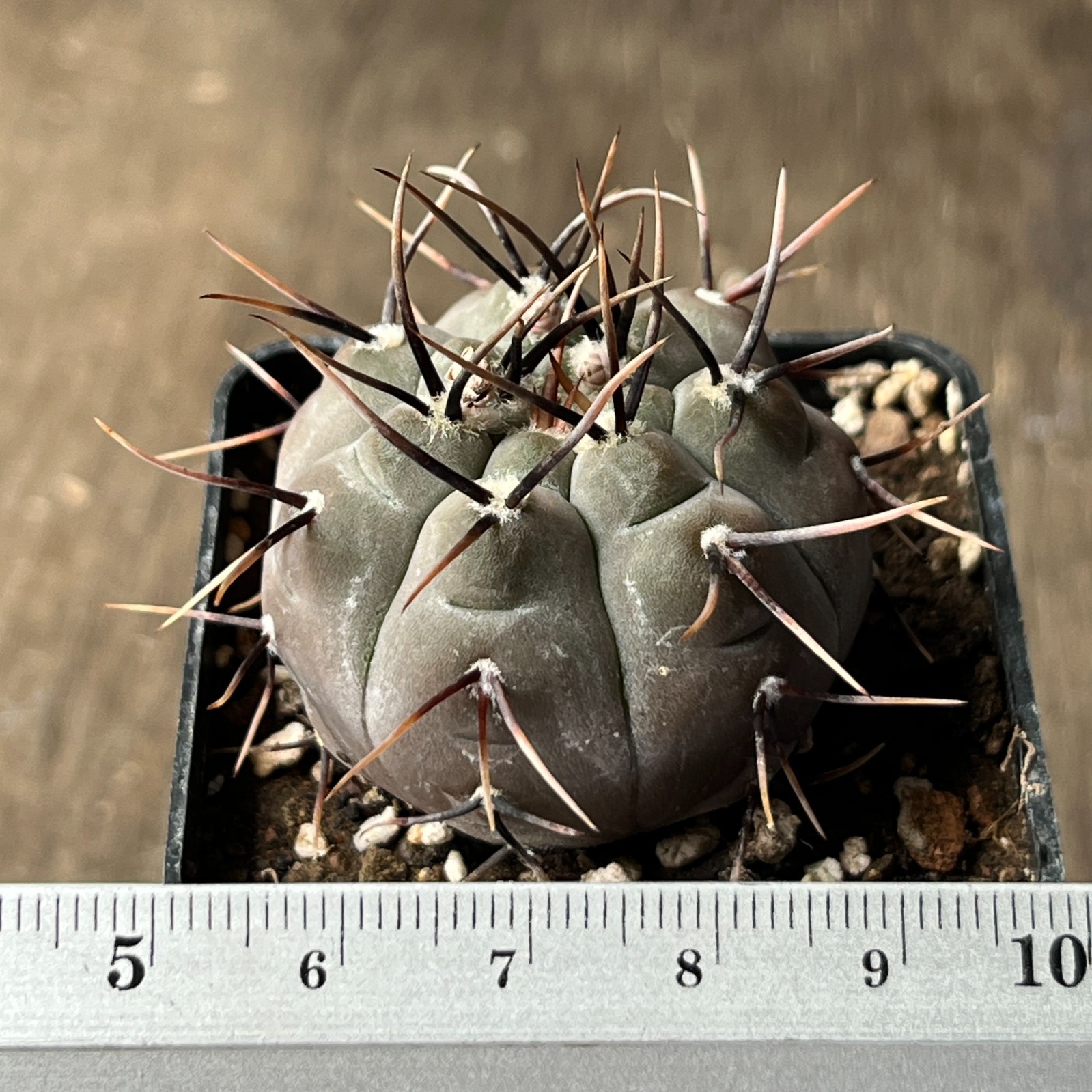 A45-458 Gymnocalycium esperanzae, RS2248, Nueva Esperanzo, own root