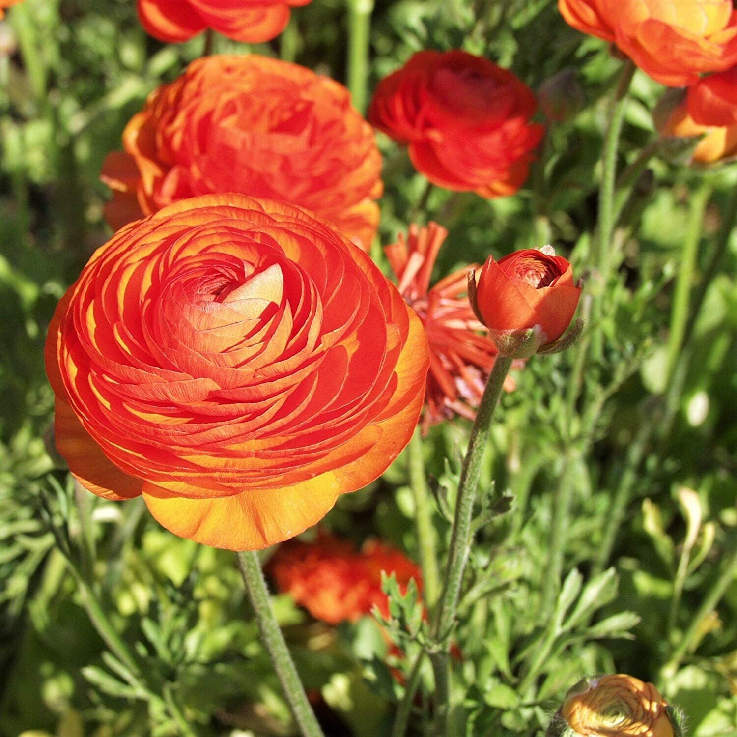 Ranunculus asiaticus ‘Tecolote Sunset’ Persian Buttercup Bulbs Tubers Deer &