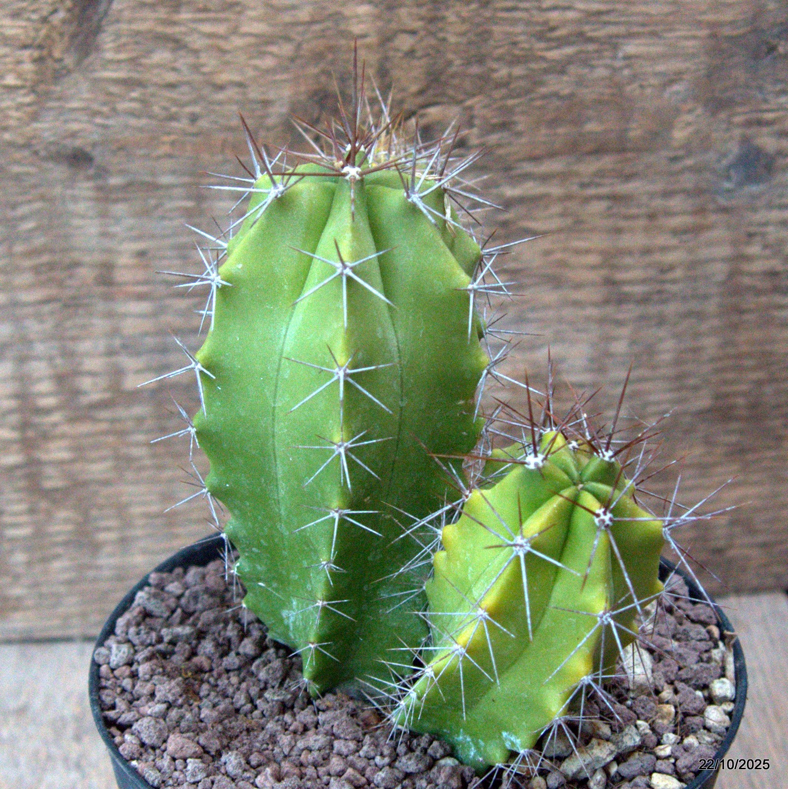 D7094 POLASKIA CHENDE VARIEGATED pot12-H13-W13 cm MaMa Cactus