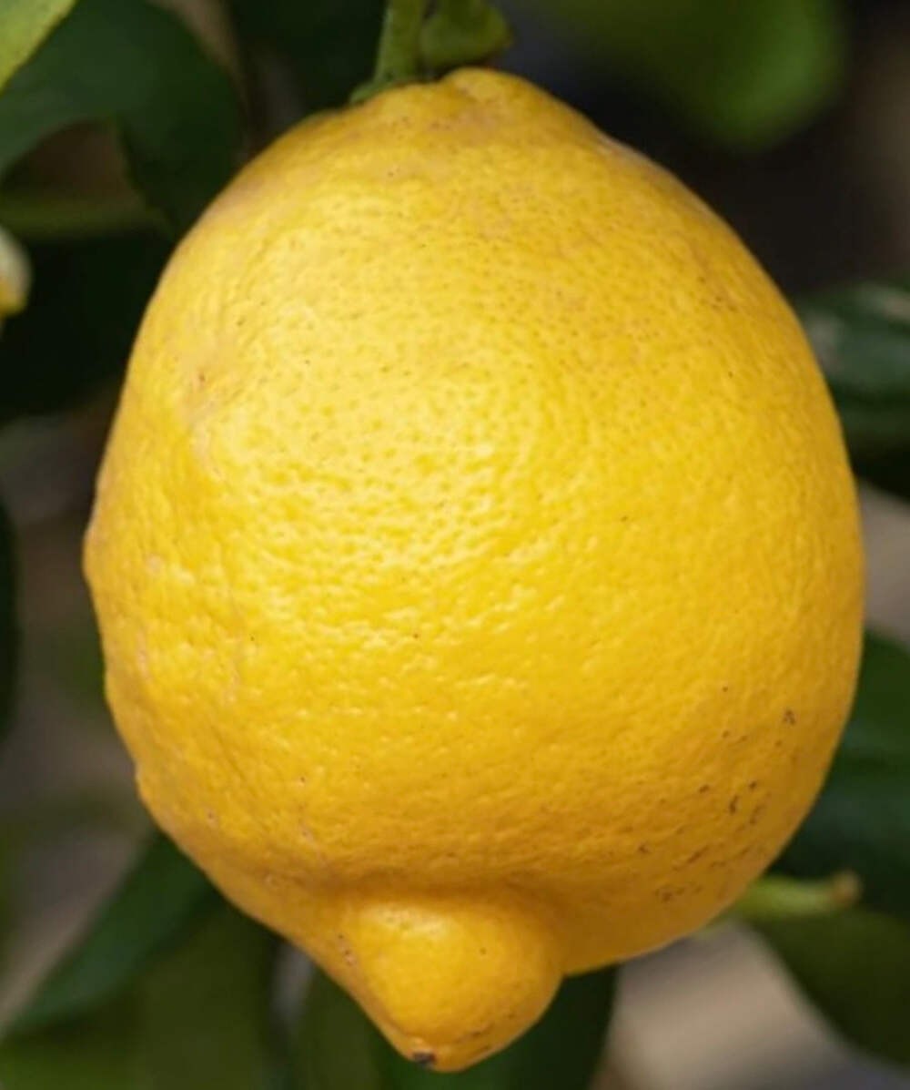 Citrus limon cv ‘Lunario’ 10-15cm | Lemon | Lemon tree – Lemon | Lemon tree