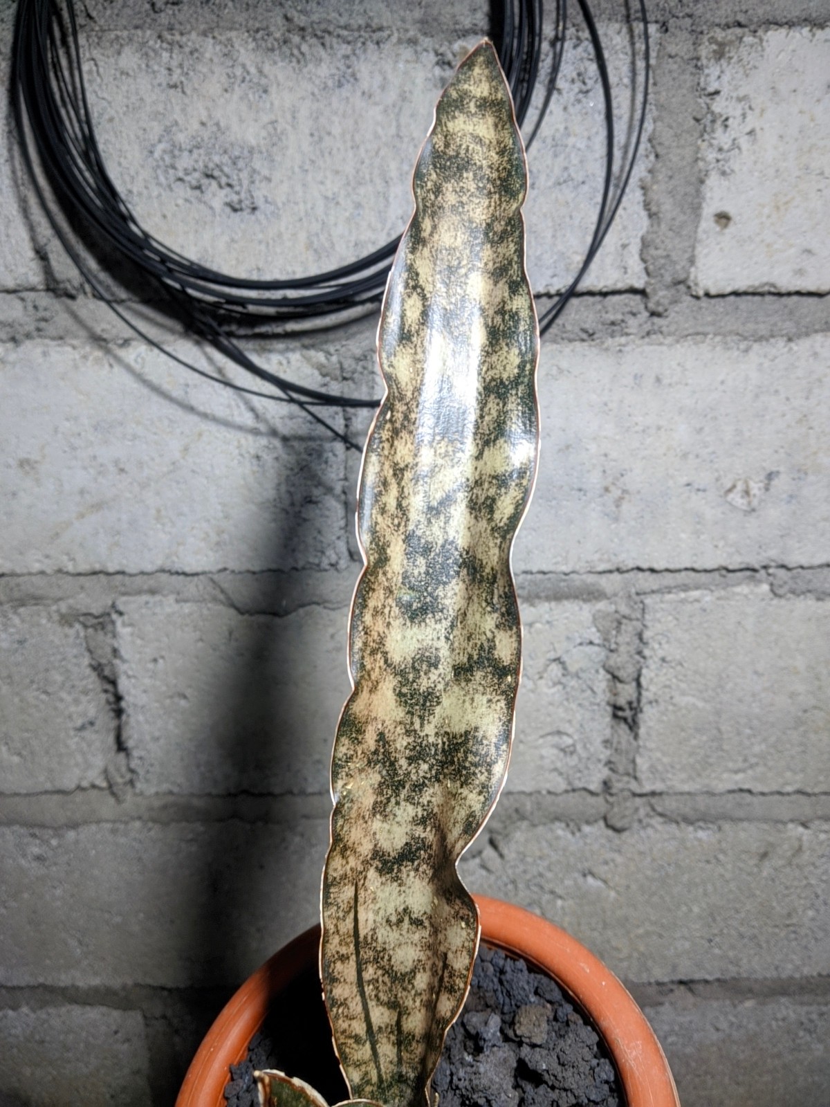 Sanseivieria Brown Kirki Real Picture