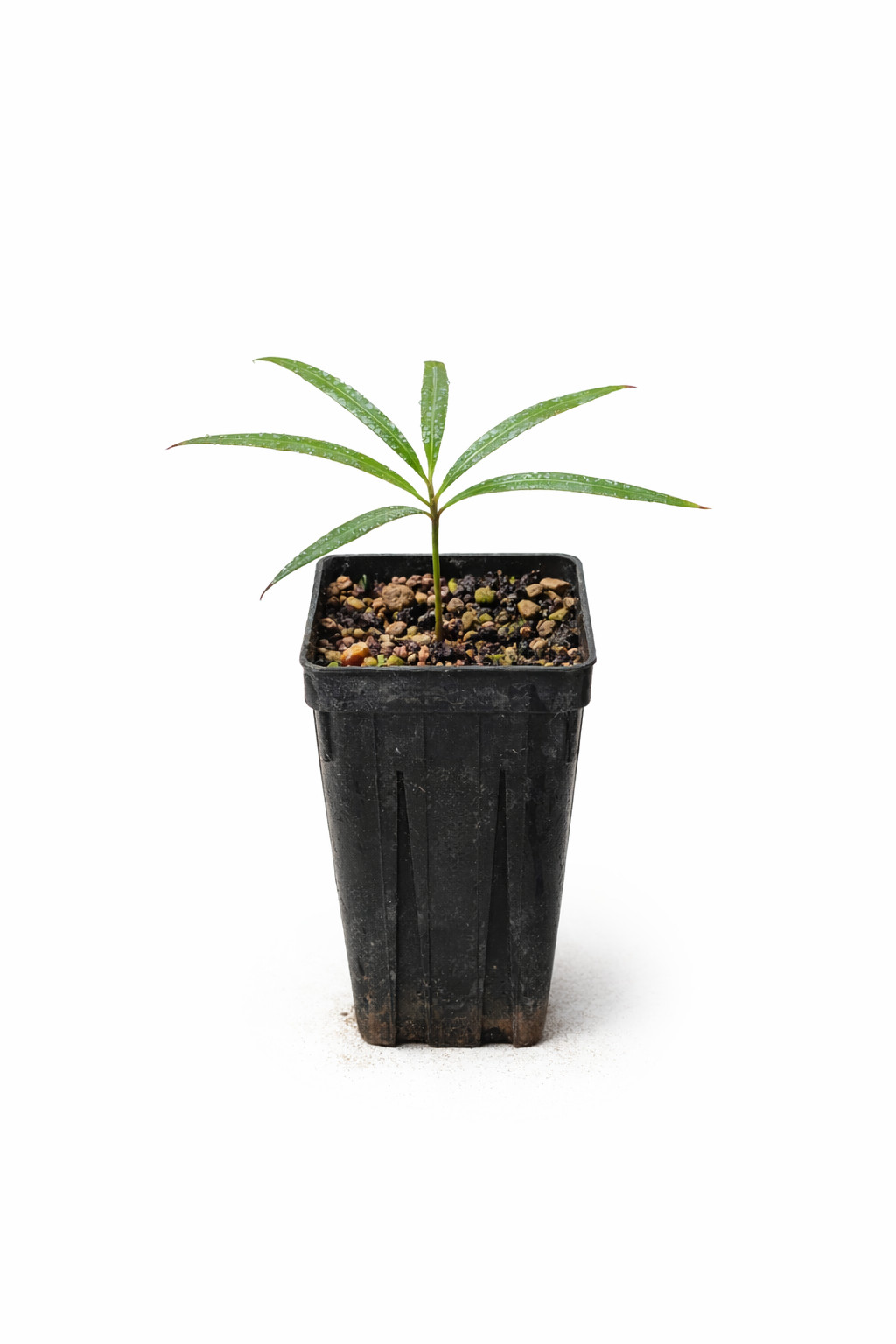 Cycas ferruginea – Rusty cycad | Cycas palm