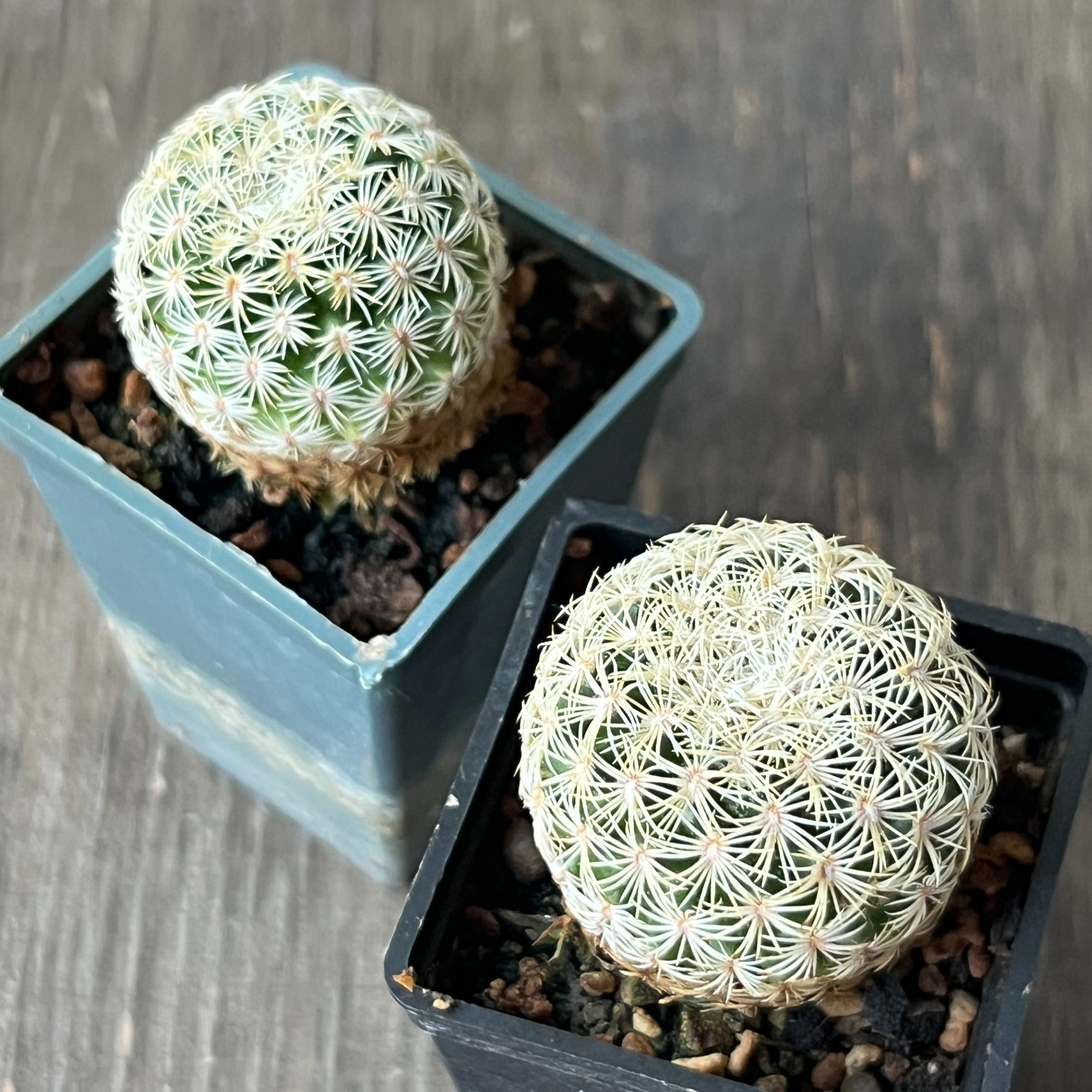 A50-7 Mammillaria solisioides, own root, 2 pieces