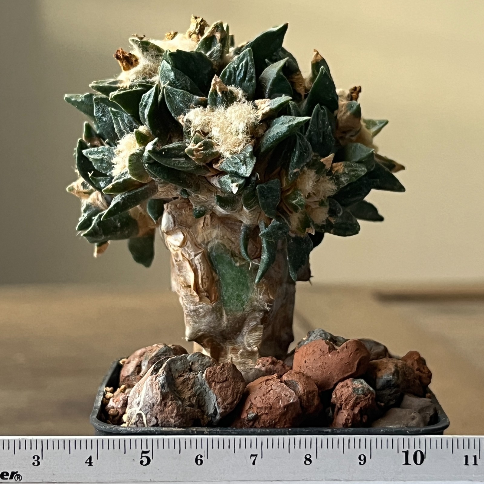 A52-1260 Cactus hybrid (hintonii x trigonus), grafted