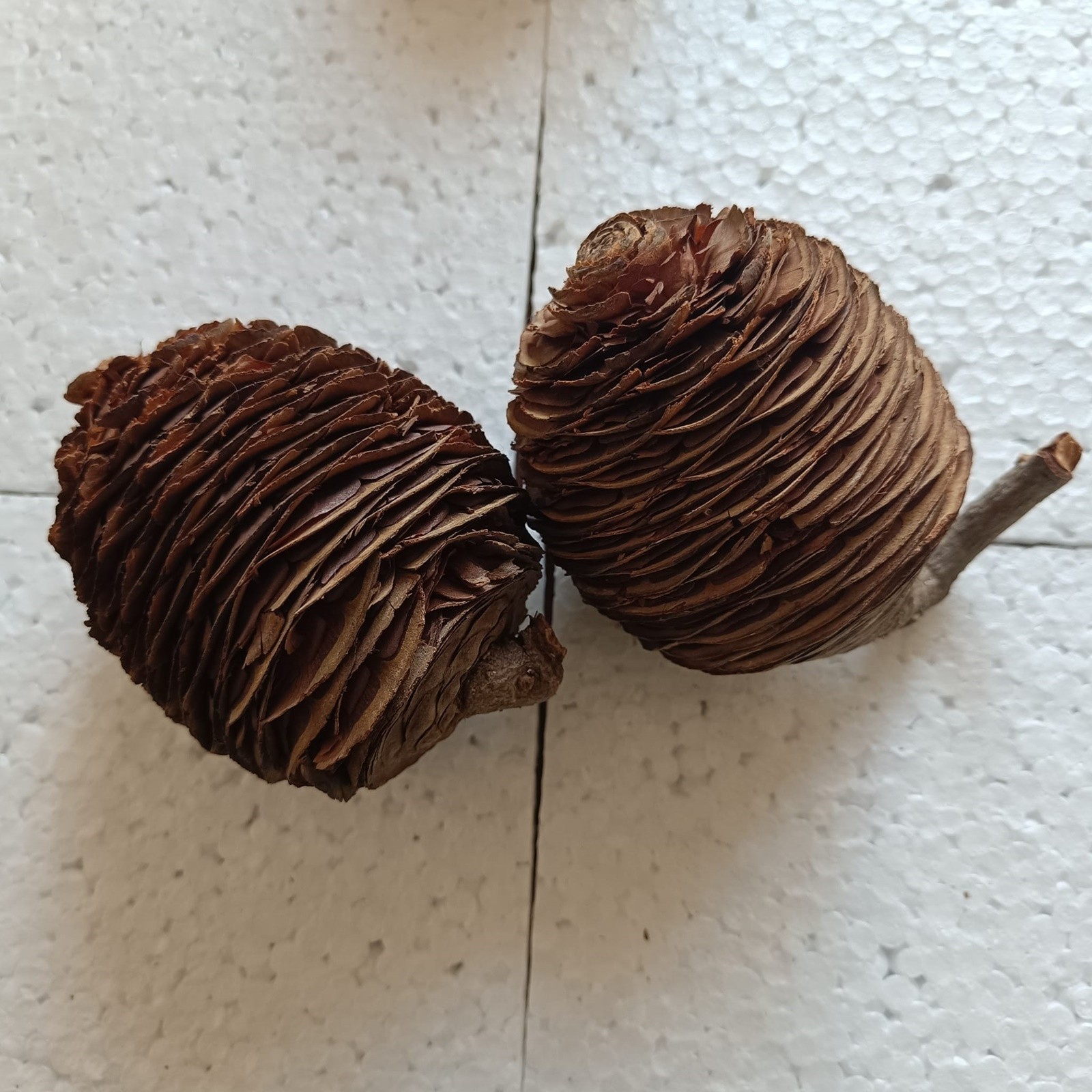 1 Pcs Cedar Cone Of Lebanon | Cedrus Libani Cedar Cone