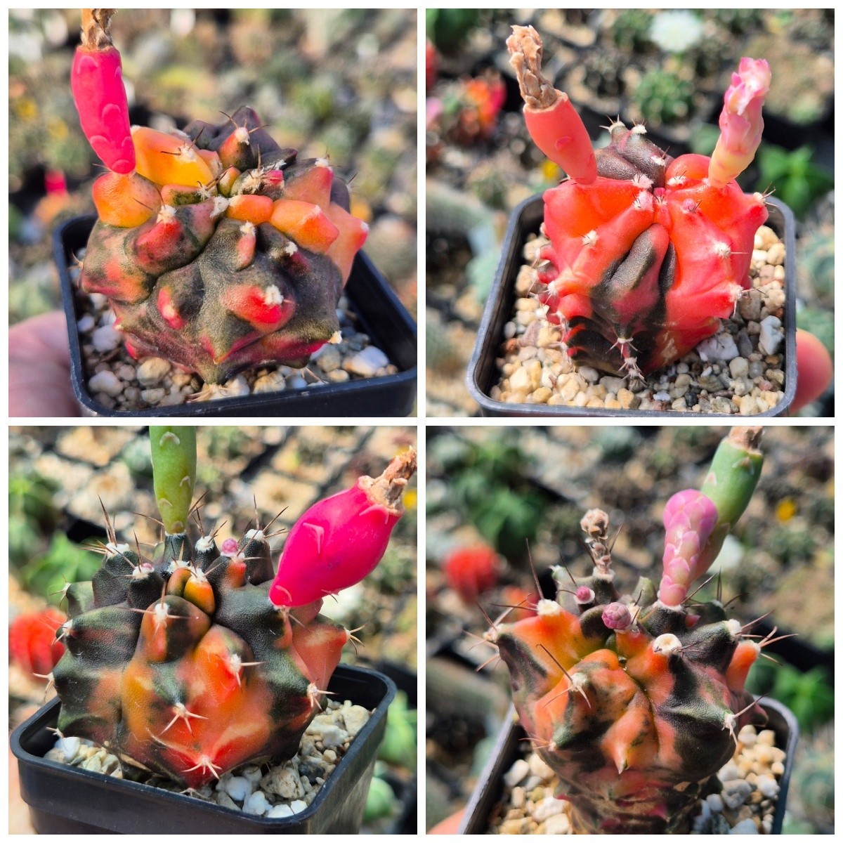 Gymnocalycium ‘Transformer’ hybrid f.variegata 10seeds harvest 2025