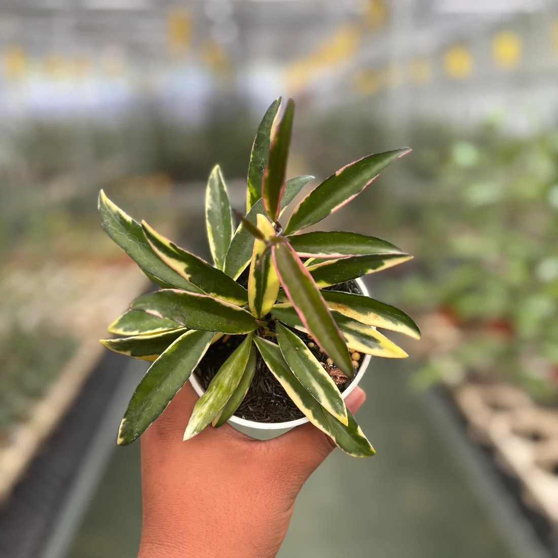 Real Picture Hoya Wayeti Albomarginata Rare Plant