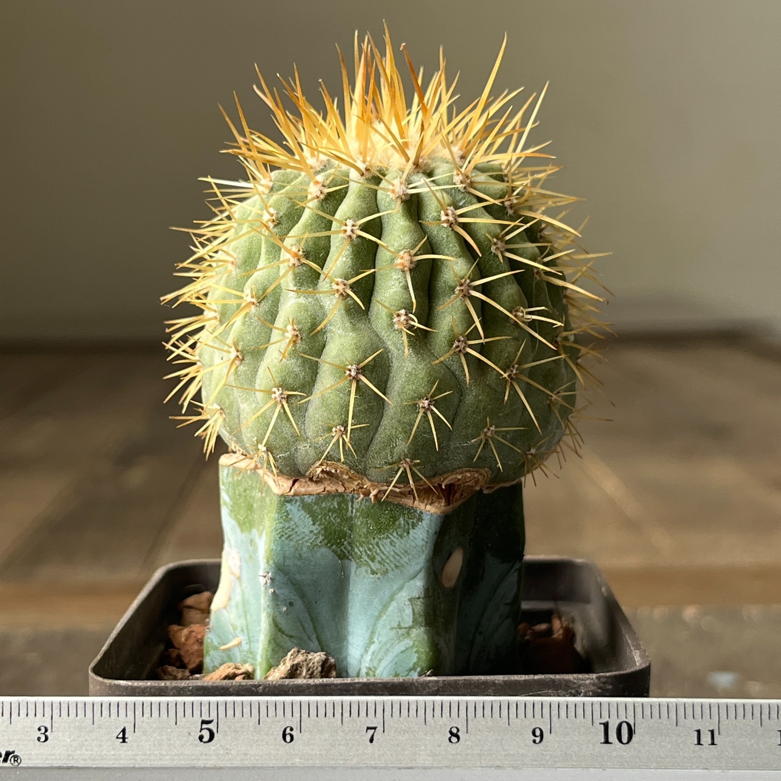 A13-550 Copiapoa columna-alba JN1681, Esmeralda, Pan de Azucar, 69m, grafted