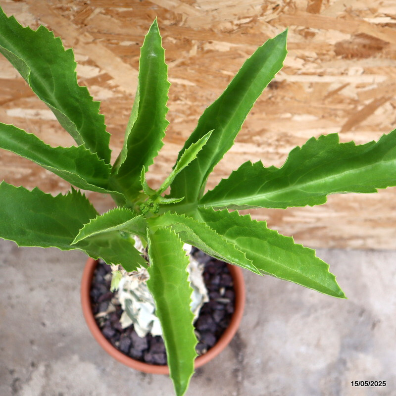 D1723 CYPHOSTEMMA CISSUS JUTTAE pot25-H32-W13 cm MaMa Cactus