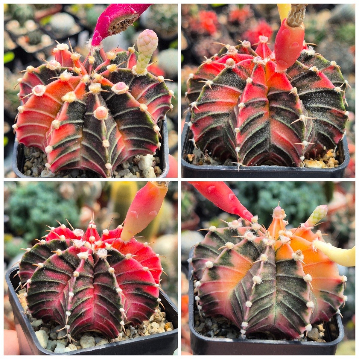 Gymnocalycium friedrichii LB f.variegata mix 20seeds harvest 2025
