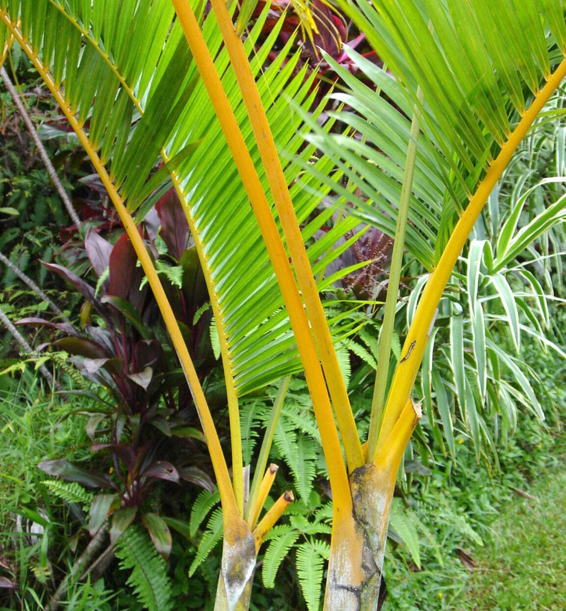 Dypsis lutescens – Areca palm | Butterfly palm