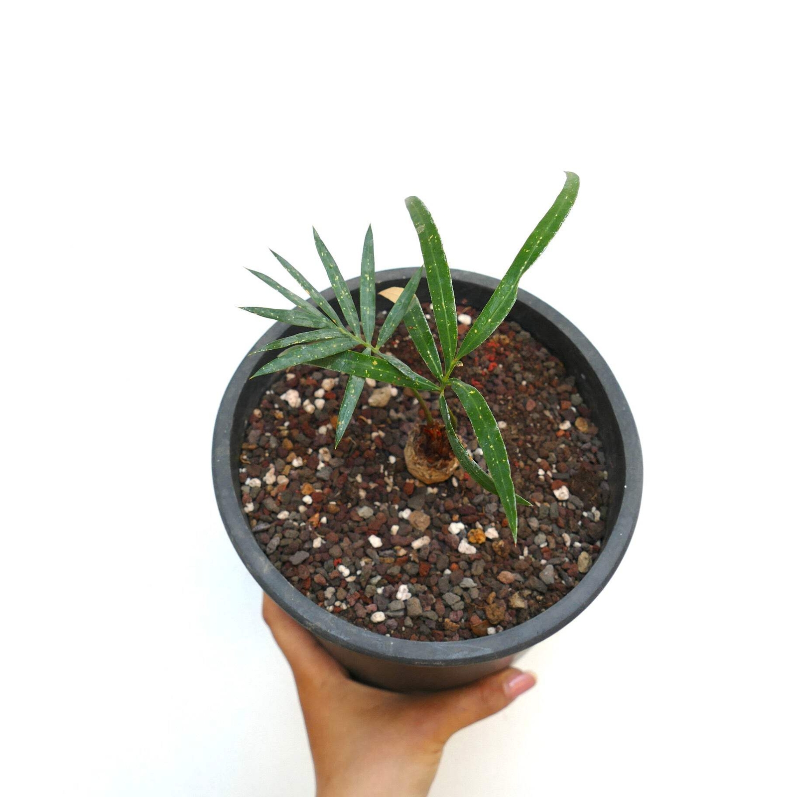 Cycas chevalieri ‘Dak Rong, Vietnam’ AG9 – Chevalier’s cycad | Vietnamese cycad