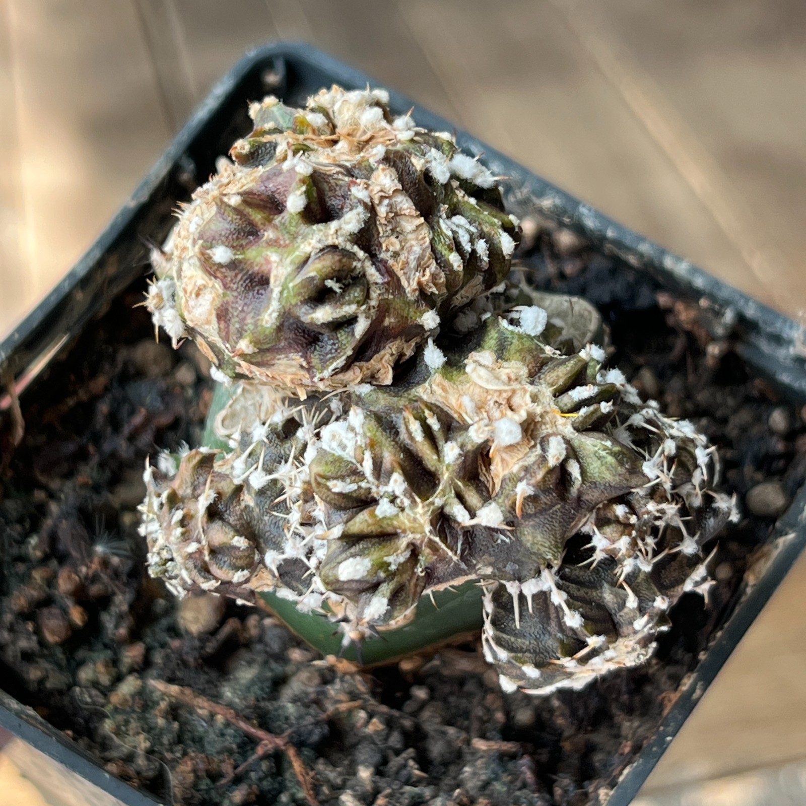 A4-2028 Gymnocalycium friedrichii VOS-014, AGUA Dulce, f. monstrosa, grafted