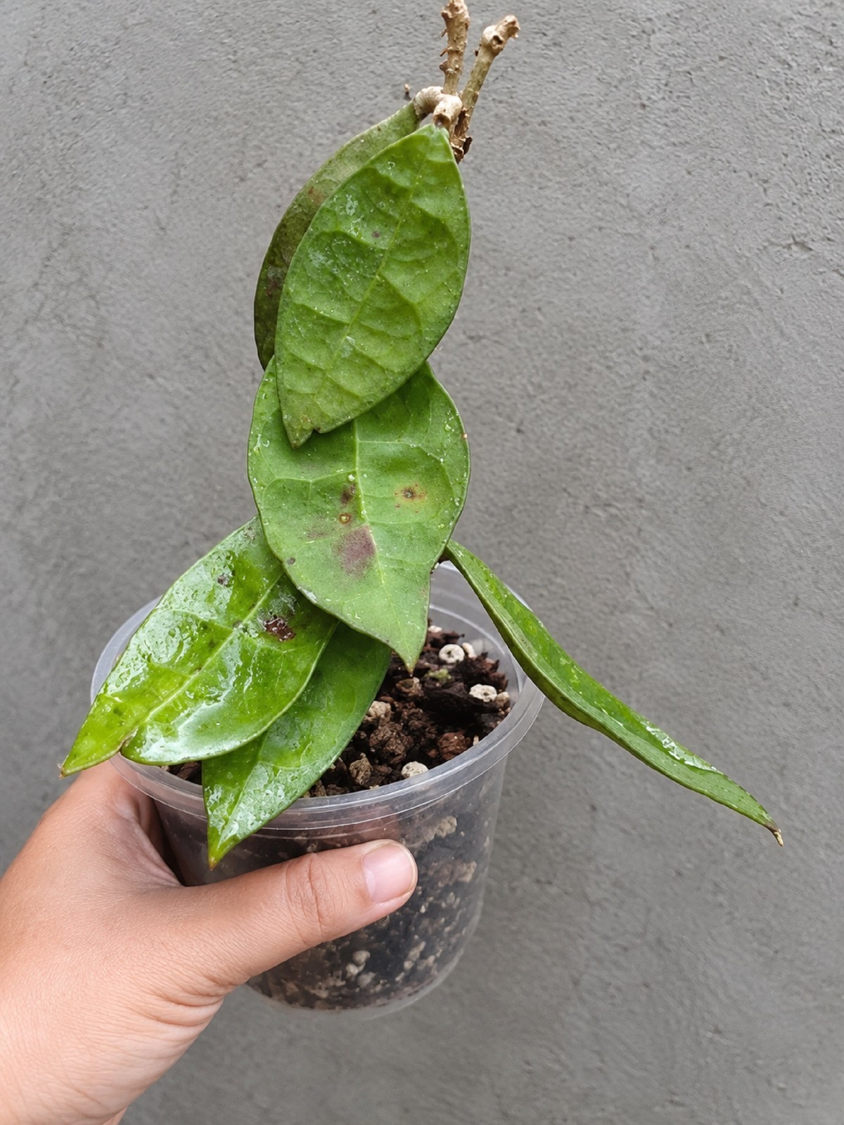Hoya Lambii Rare Wax Live Rooted Cutting Exotic Hoya Houseplant Collector