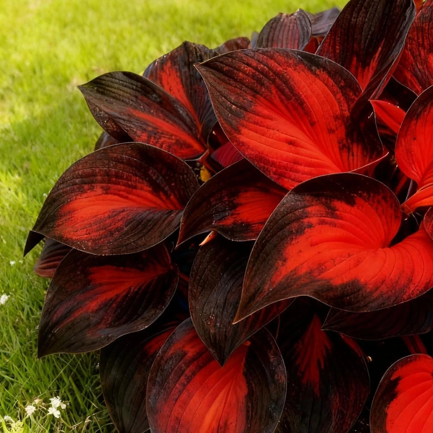 Hosta Seeds, 200+ Blue Purple Red Hosta Seeds, Multi-Use Landscaping, Perennial.