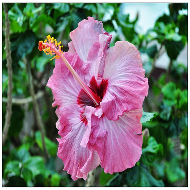 (10) HIBISCUS SEEDS perennial flower garden bed bush plant USA SELLER W/TRACK