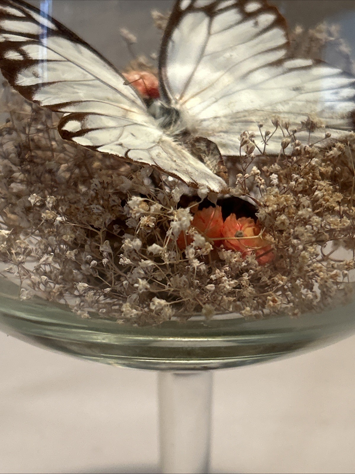 Vintage Real Butterfly Terrarium Boho MCM Cottagecore 8 3/4” H Floral Excellent