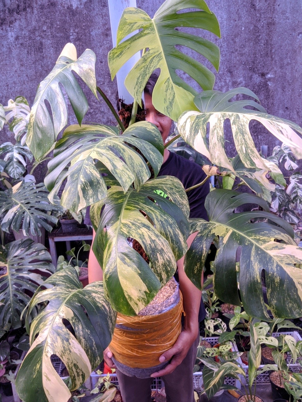 Monstera Marmorata Tricolor Variegated Large Size Real Picture