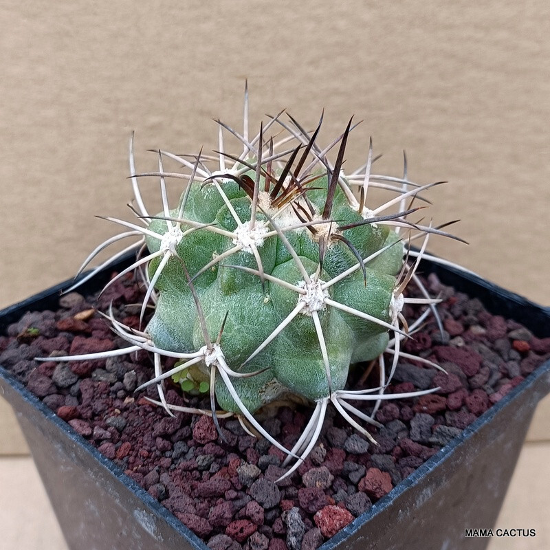 A5233 COPIAPOA BRIDGESII KK 1399 pot 9 cm H 4 cm W 5 cm MaMa Cactus