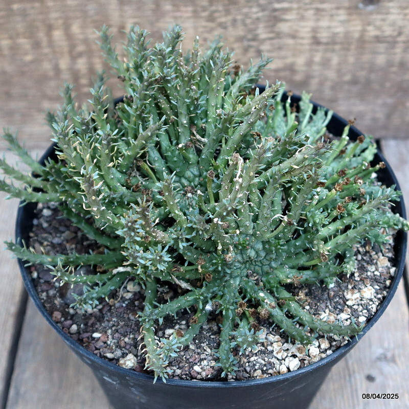 D313 EUPHORBIA GORGONIS MULTIHEADS pot18-H12-W19 cm MaMa Cactus