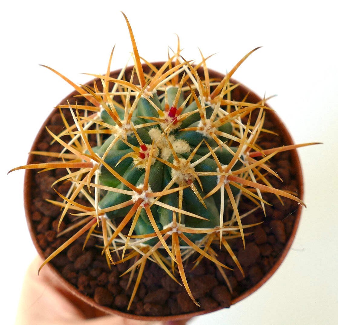 Ferocactus chrysacanthus DARK YELLOW SELECTED SPINES – Golden barrel cactus | So