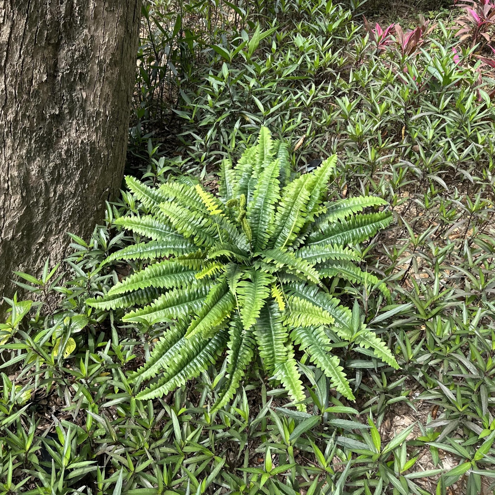 Artificial Ferns for Outdoors & Indoors, 45in Large Fake Ferns Plants with 55…