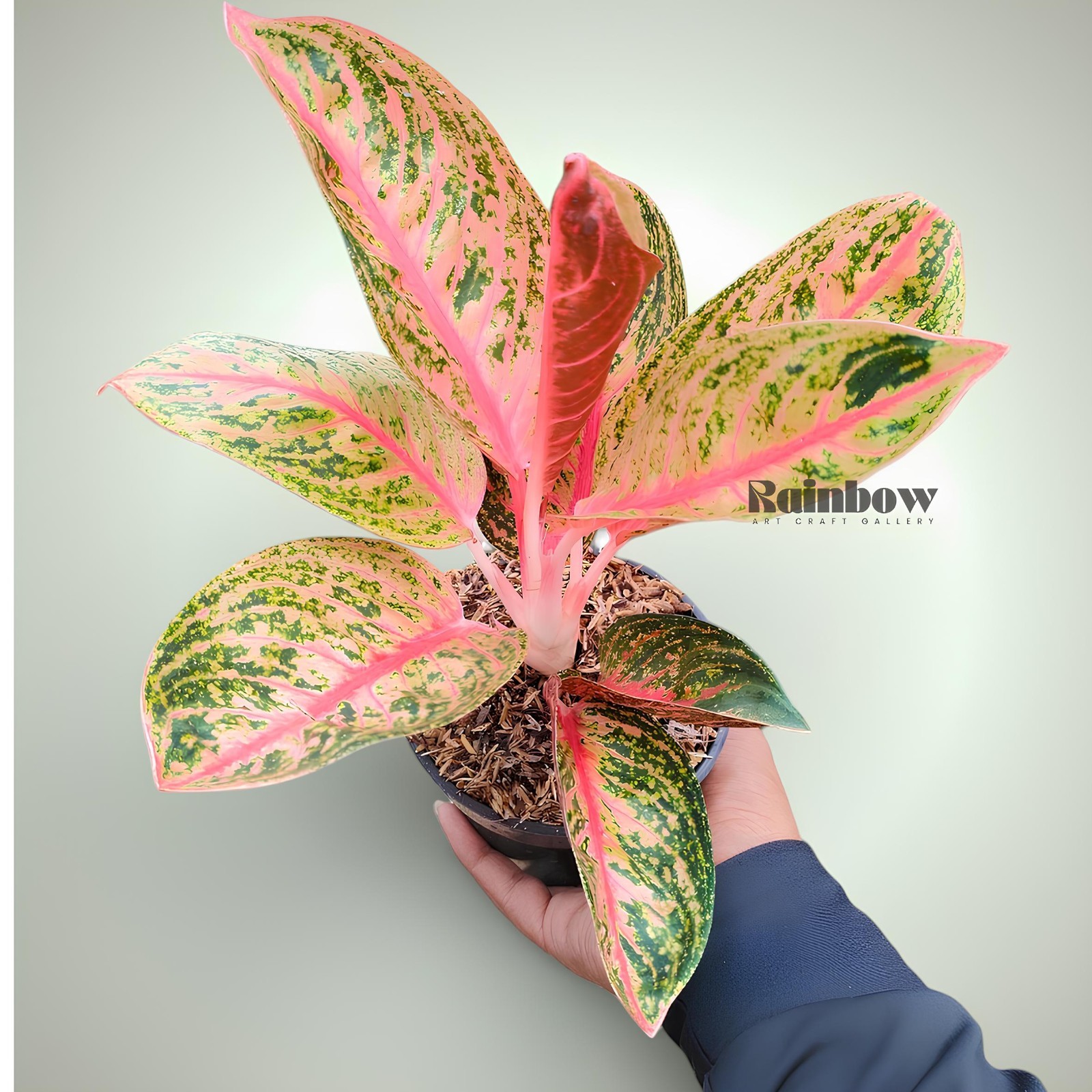 Aglaonema Widuri Beatiful Ornamental Plant