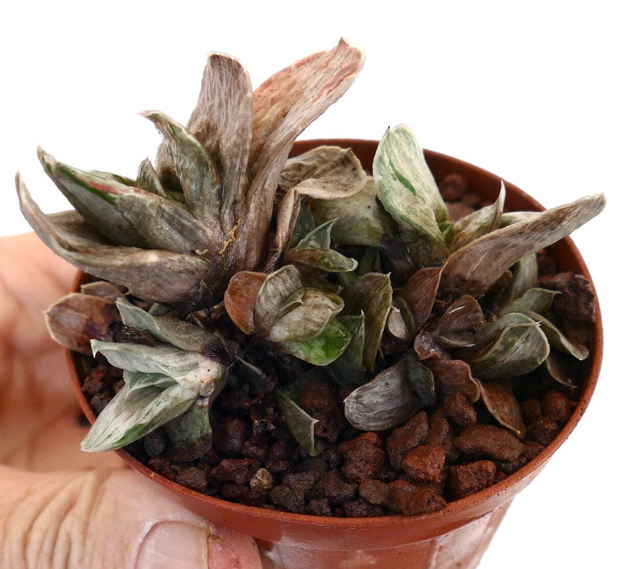 Gasteria marmorata DWARF MULTIHEADS FORM – Marbled gasteria | Lawyer’s tongue