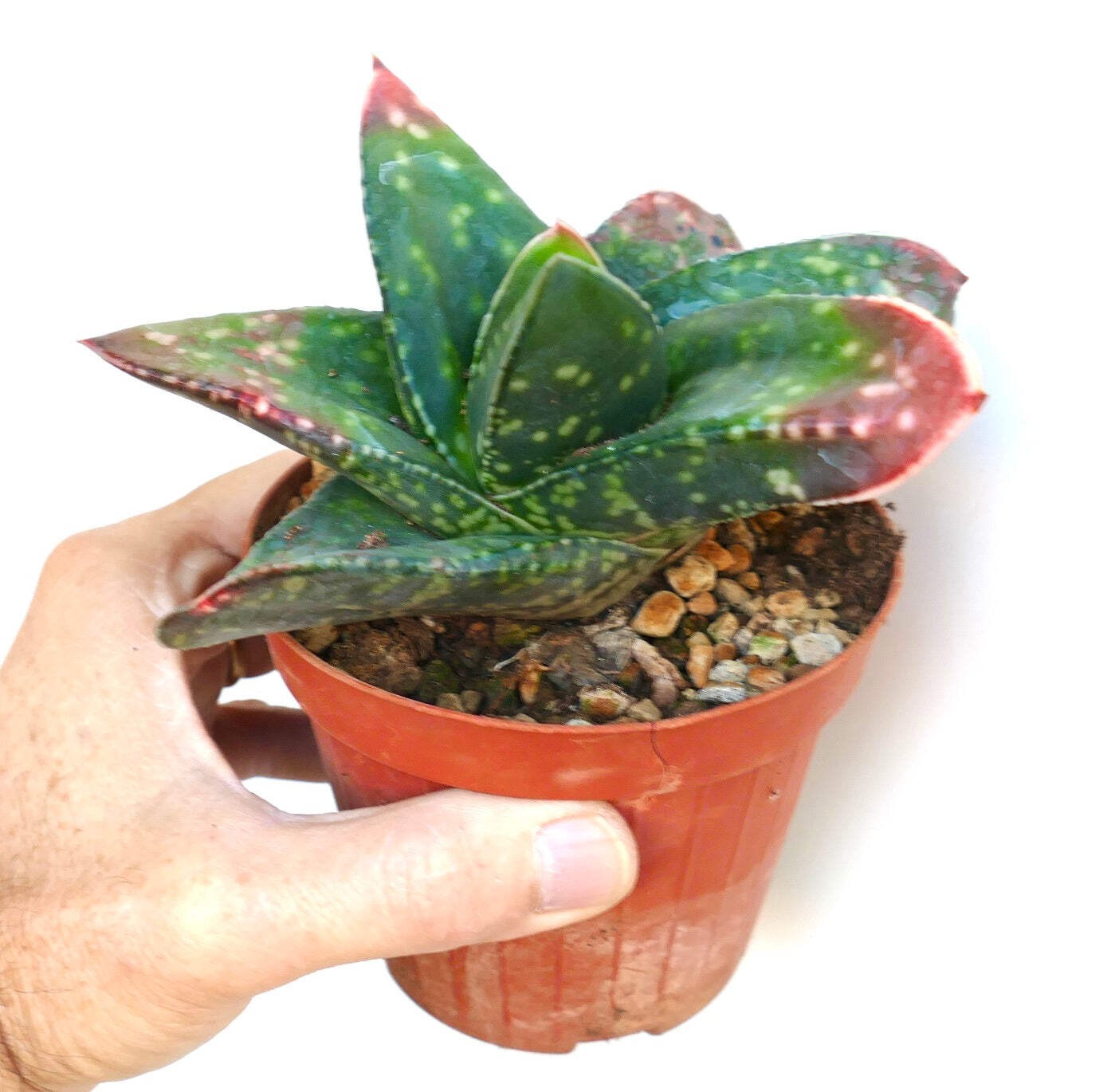 Gasteria armstrongii cv MINNESOTA – Armstrong’s gasteria | Armstrong’s ox-tongue