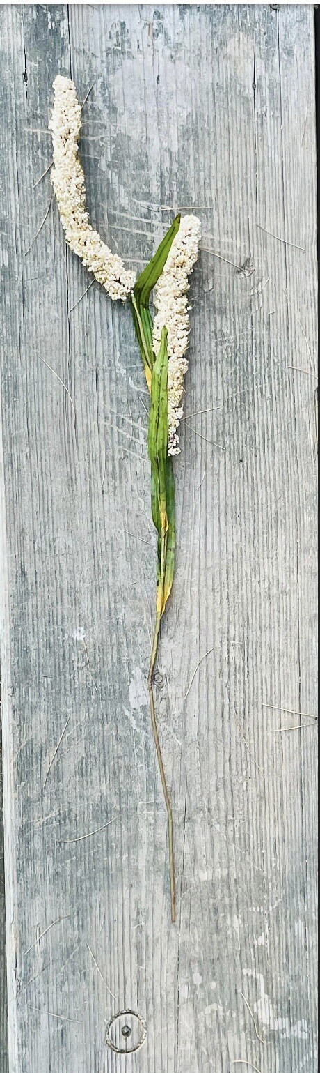 Cream Millet Stem, 30” Bundle Of 3