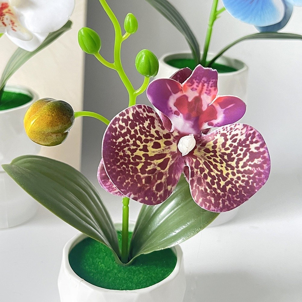 Phalaenopsis Floral Reproduction in Diamond Designed Pot for Contemporary Space