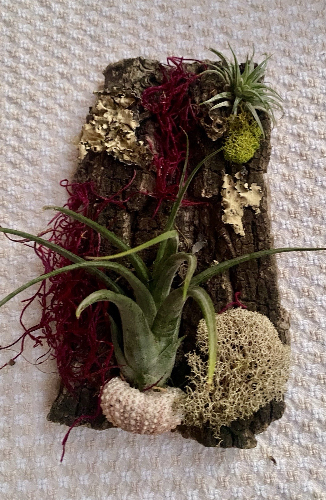 Air Plant, Preserved Moss Wall Art, Live Plants On Cork Board, Shell & Moss