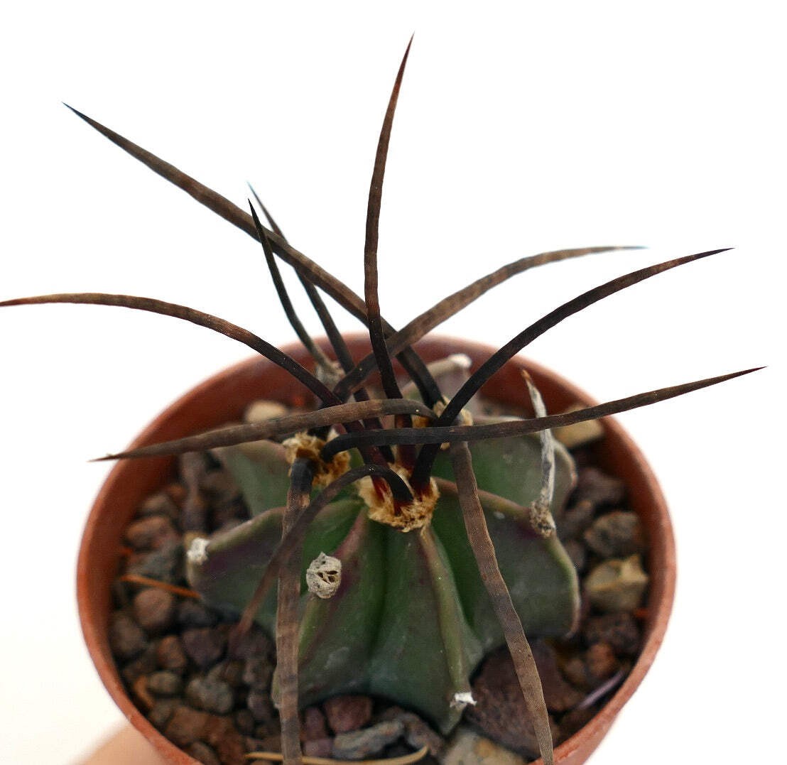 Astrophytum capricorne nudum X BUFFALO – Goat’s horn cactus | Star cactus