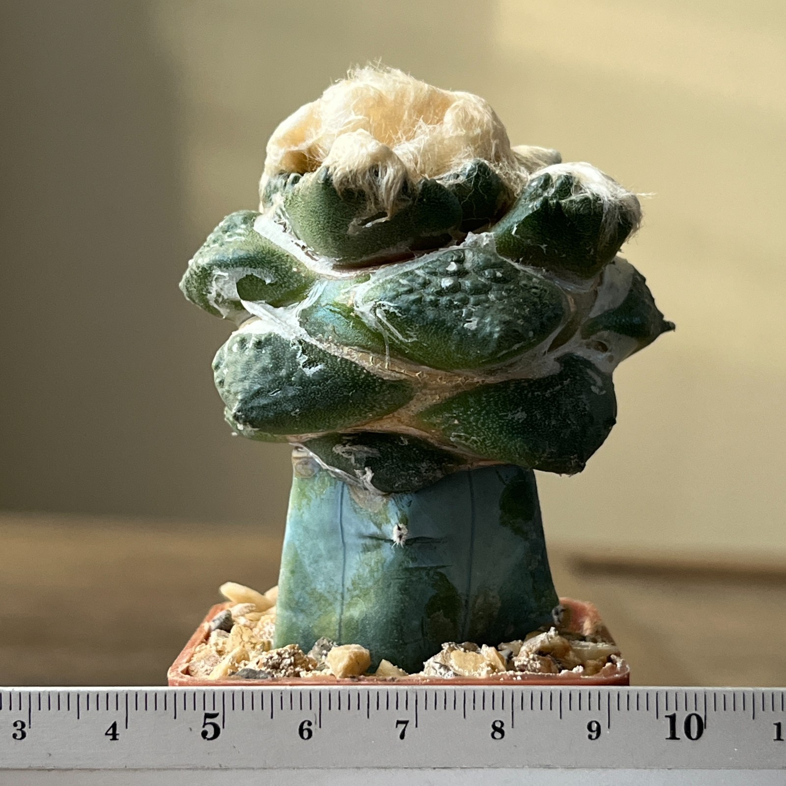 A52-322 Cactus hybrid (fissuratus x retusus)