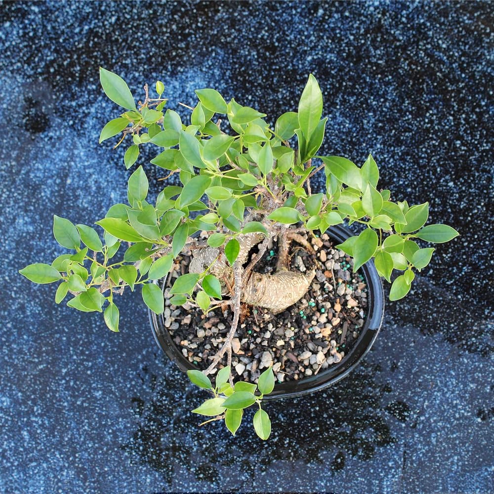Brussel’s Bonsai – Live Golden Gate Ficus Tree in Ceramic 7in, Green