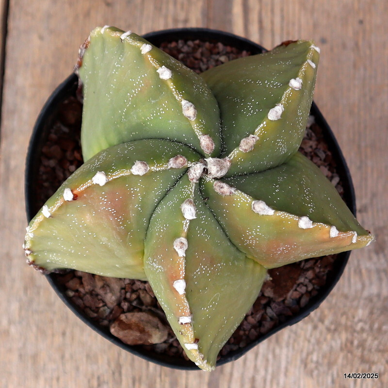A7163 ASTROPHYTUM MYRIOSTIGMA VARIEGATED pot14-H13-W15 cm MaMa Cactus