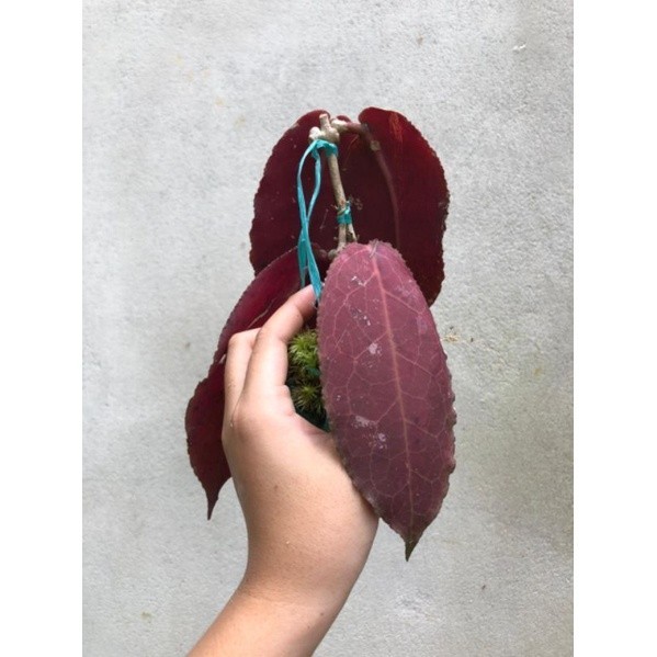 Hoya Undulata Red Rare Variegated, Real Picture, Aroid Houseplant