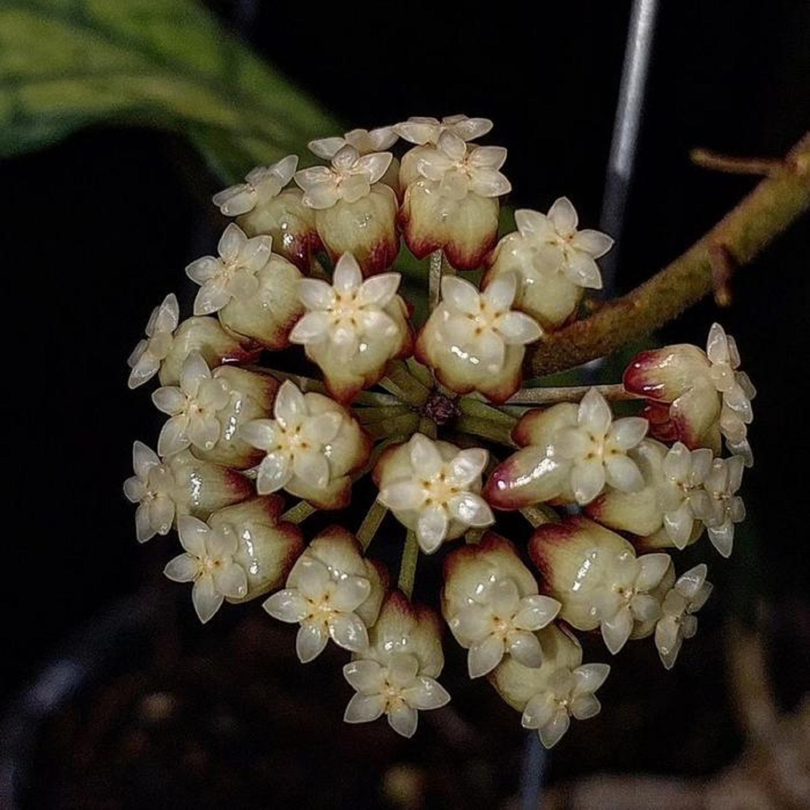 Hoya Clemensiorum Splash Tropical Houseplant Living Rooted Indoor Plant