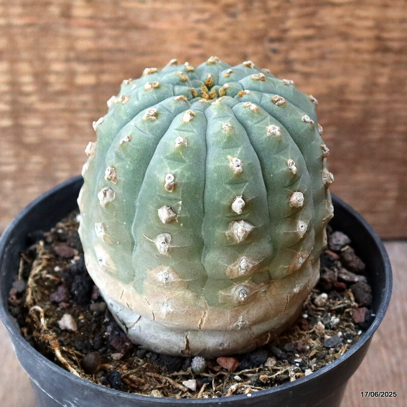 D4619 MATUCANA MADISONIORUM pot12-H9-W8 cm MaMa Cactus