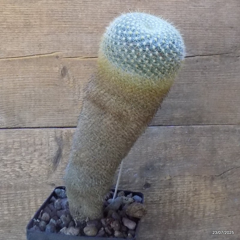 D5448 MAMMILLARIA ELEGANS pot14-H32-W11 cm MaMa Cactus