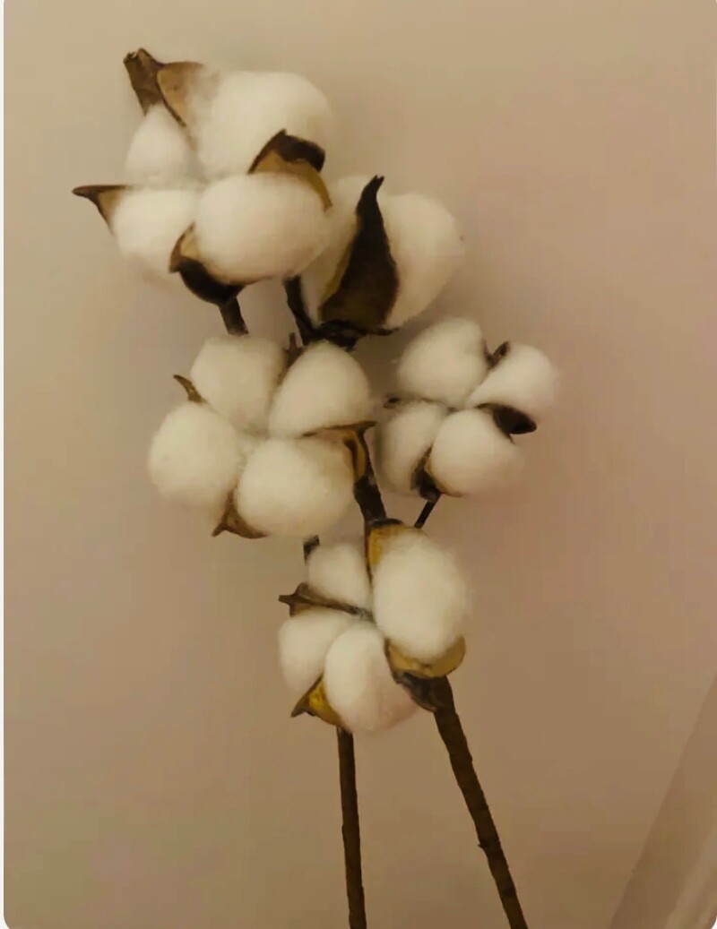 Idyllic Pack of 6 Cotton Stems Natural Dried Cotton Each Stem is 31in long -NEW
